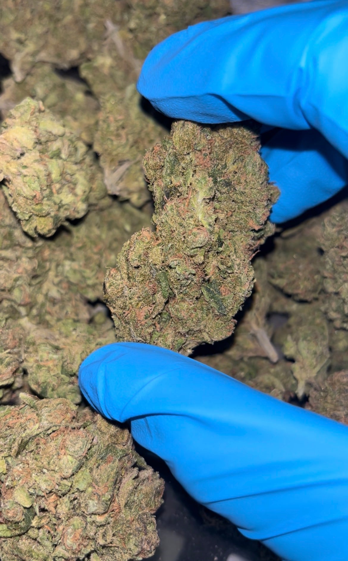 Blue Dream THCA Flower